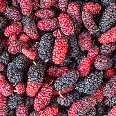 Mulberry - 6th Street (Morus alba) 3G