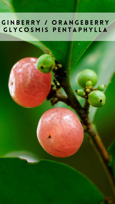 Ginberry (Orangeberry, Glycosmis pentaphylla) 4"