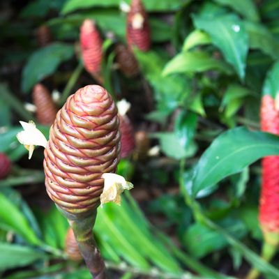 Ginger - Shampoo "Awapuhi" (Zingiber zerumbet) 1G