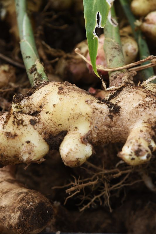 Ginger - Edible (Zingiber officinale) 4"