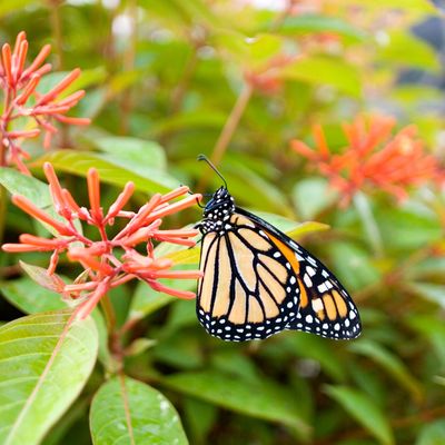 Firebush - Dwarf (Hamelia patens) 1G