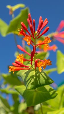 Coral Honeysuckle (Lonicera sempervirens) 1G