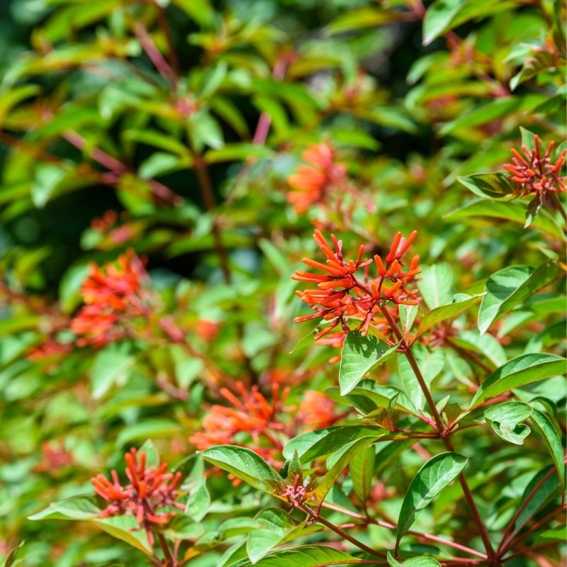 Firebush - Dwarf (Hamelia patens 'Compacta'), 3G