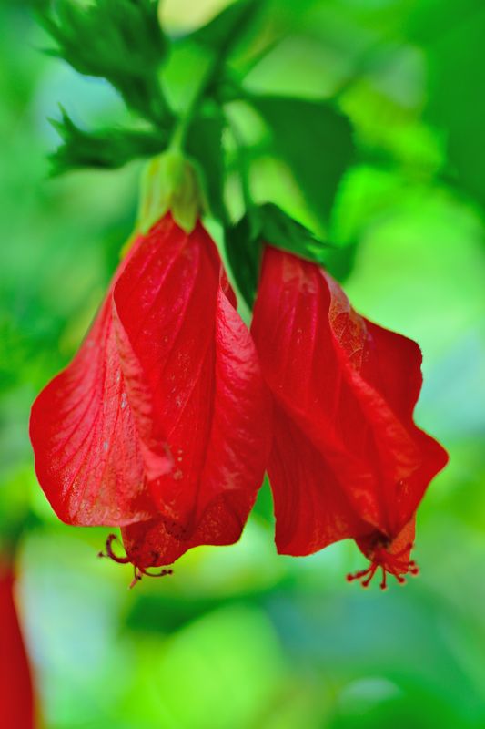 Hibiscus - Turk's Cap, Red (Malvaviscus penduliflorus) Edible flower 4"
