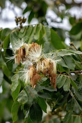 Ice Cream Bean Tree (Inga feuilleei) 3G