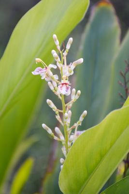 Galangal, Lesser (Alpinia officinarum) "Thai Ginger", 1G