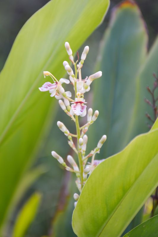 Galangal, Lesser (Alpinia officinarum) "Thai Ginger", 1G