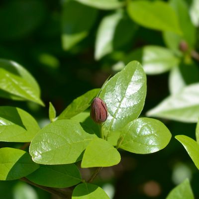 Allspice (Pimenta dioica) 3G