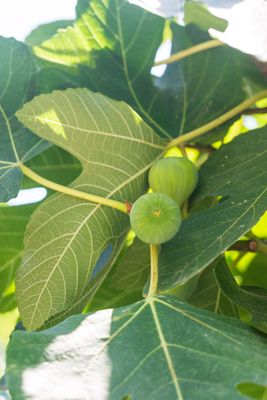 Fig - White Marseilles (Ficus sp.) 3G