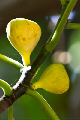Fig - Yellow Long Neck (Ficus carica) 4"