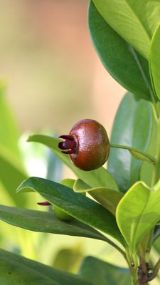 Cherry - Grumichama, Dwarf (Eugenia itaguahiensis) 4"