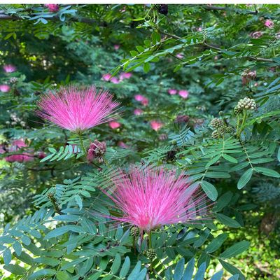 Calliandra: Powder Puff (Calliandra haematocephala) 4"