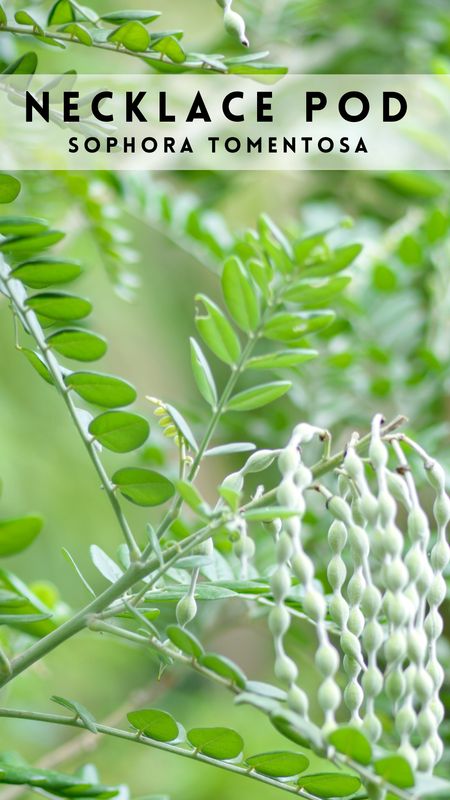 Yellow Necklacepod, Native (Sophora tomentosa) 4"