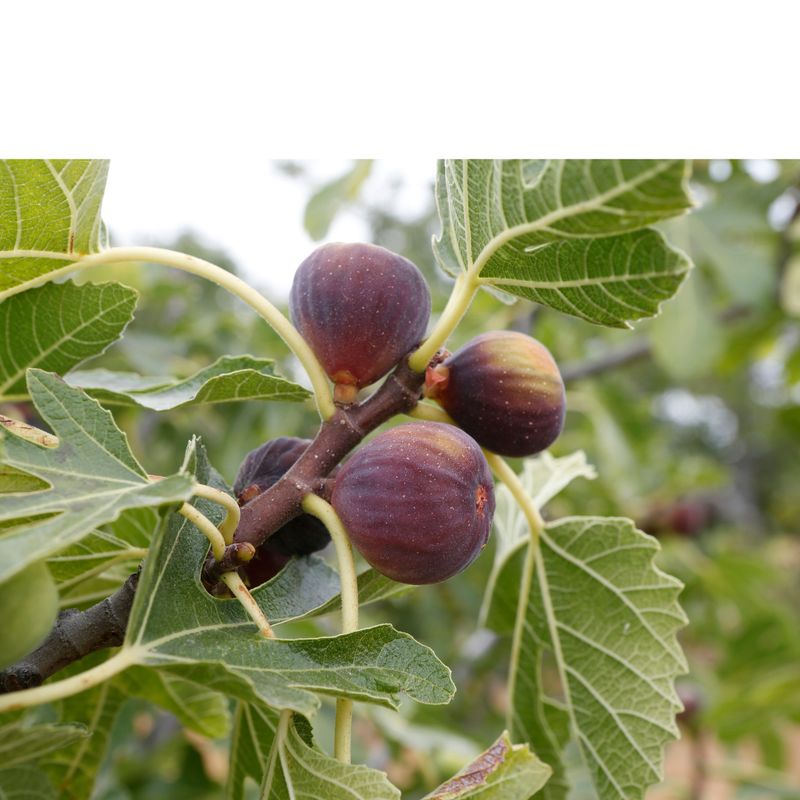 Fig - Litte Ruby (Ficus sp.) 3G