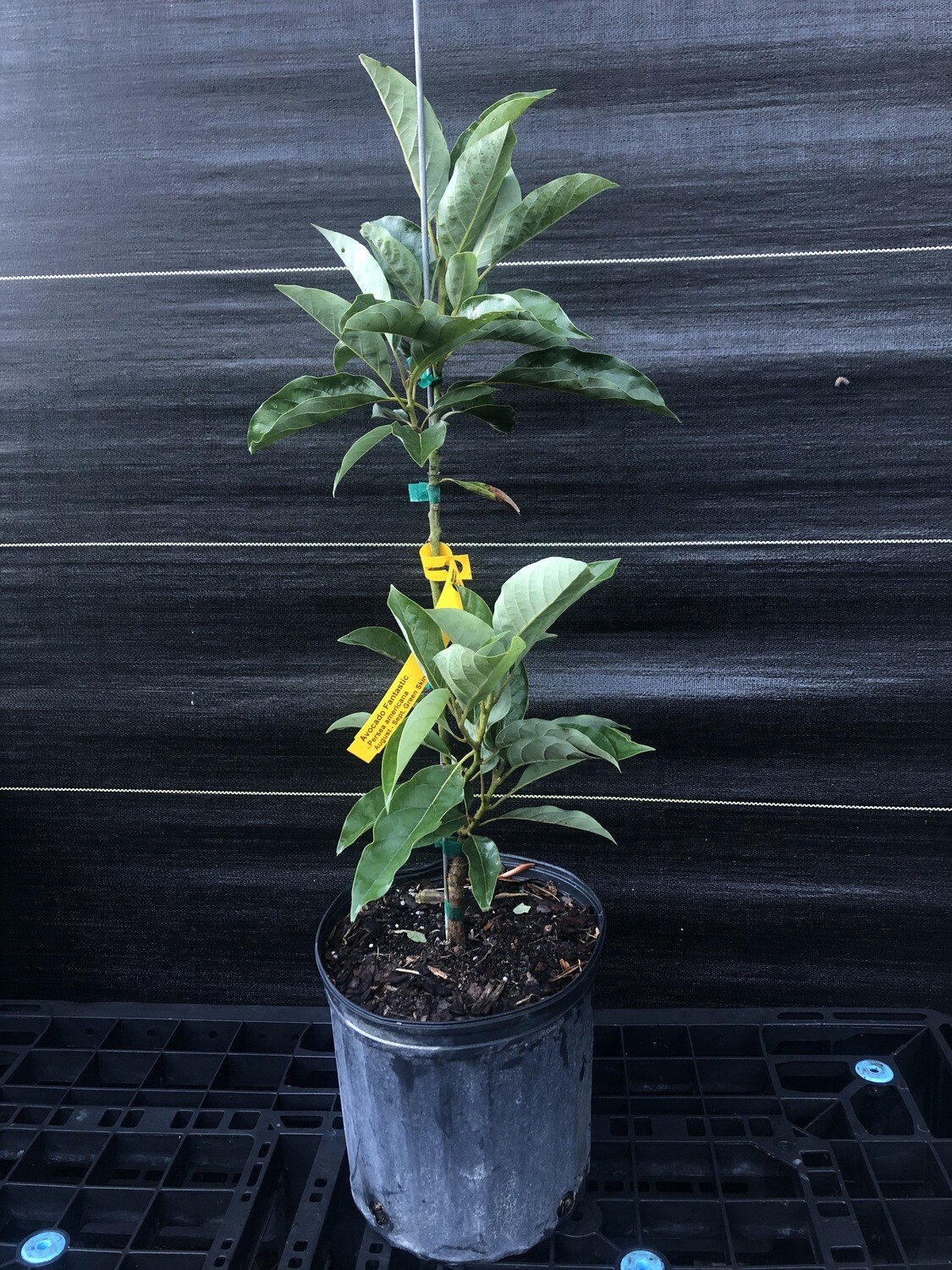 Avocado - 'Fantastic', Persea americana - 3G