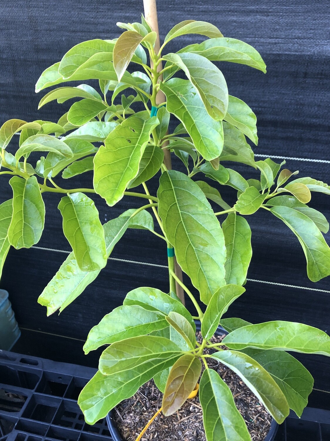 Avocado - 'Day', Persea americana - 3G