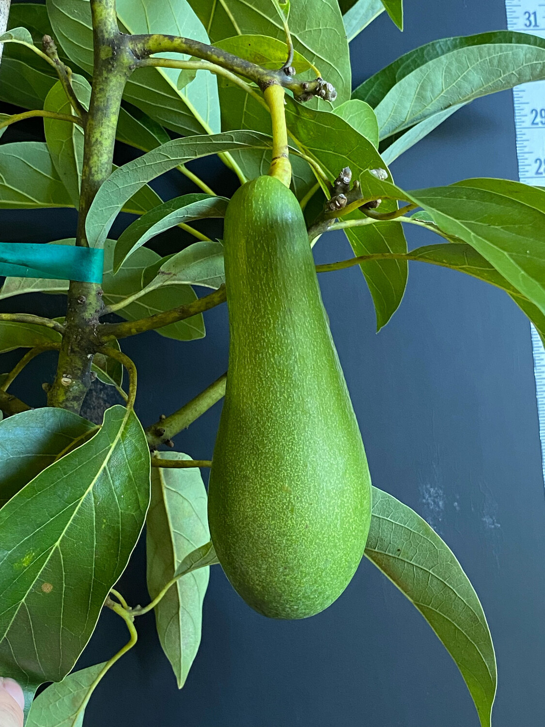 Avocado - 'Day', Persea americana - 3G