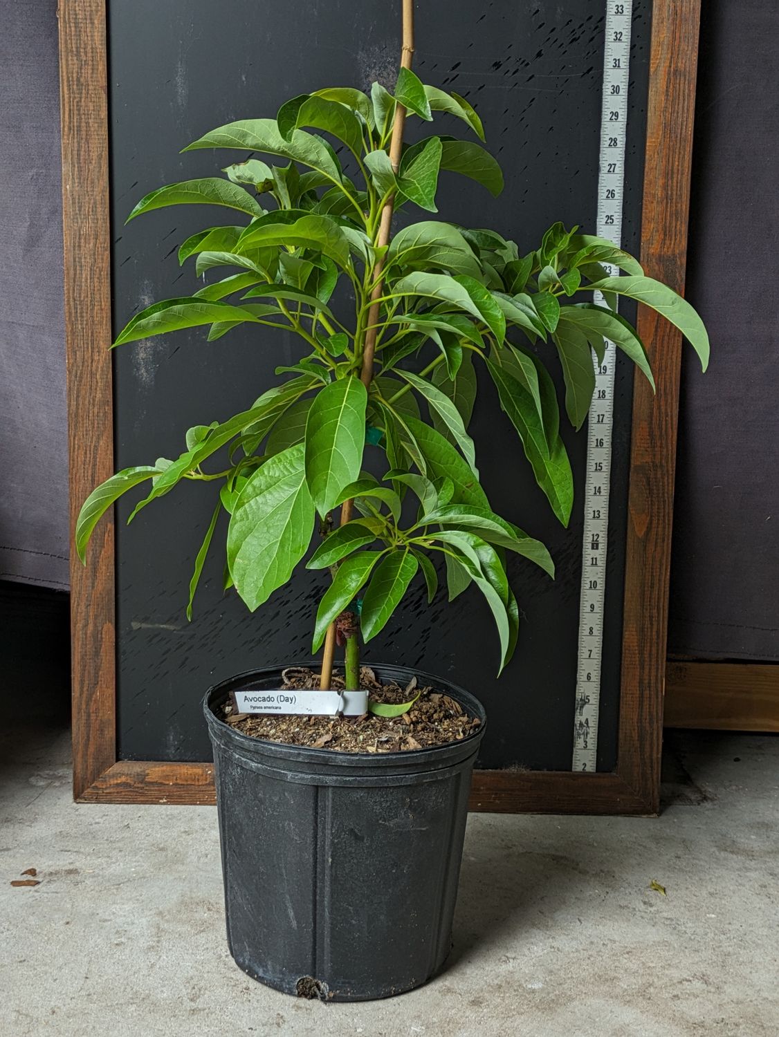 Avocado - 'Day', Persea americana - 3G