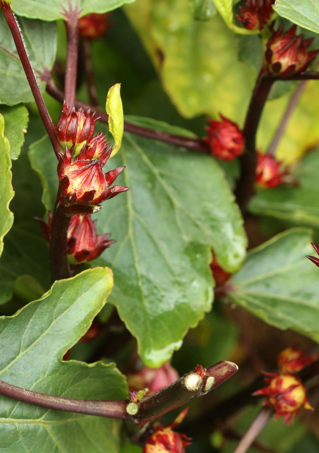 Hibiscus - Roselle SEEDS (Hibiscus sabdariffa)