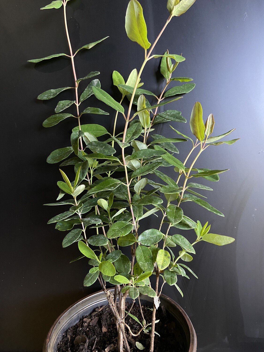 Coral Honeysuckle (Lonicera sempervirens) 1G