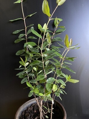 Coral Honeysuckle (Lonicera sempervirens) 1G