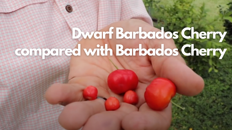 Barbados Cherry, Dwarf Plant (Malpighia glabra 'Nana') 4"