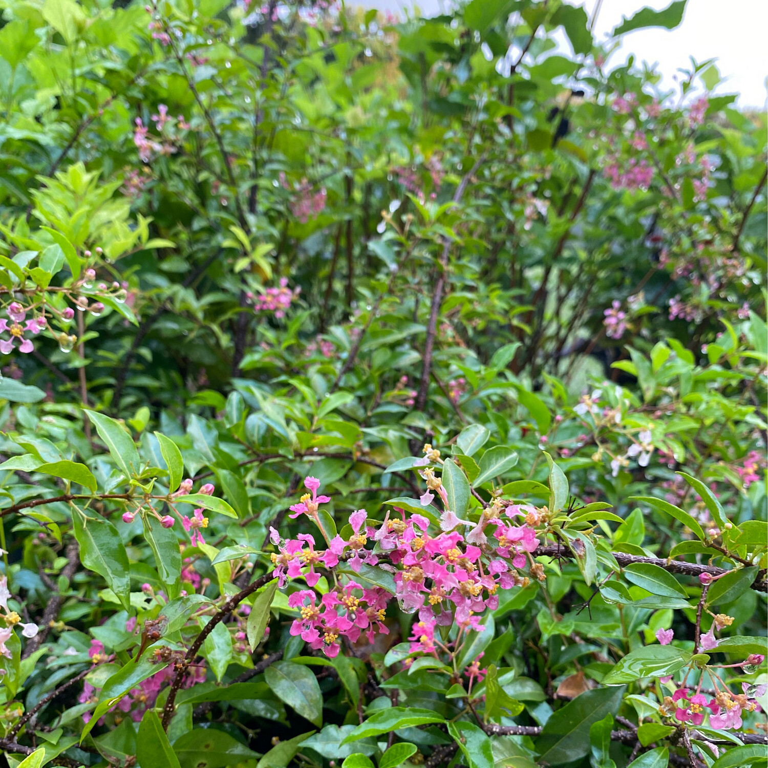 Barbados Cherry, Dwarf Plant (Malpighia glabra 'Nana') 4"