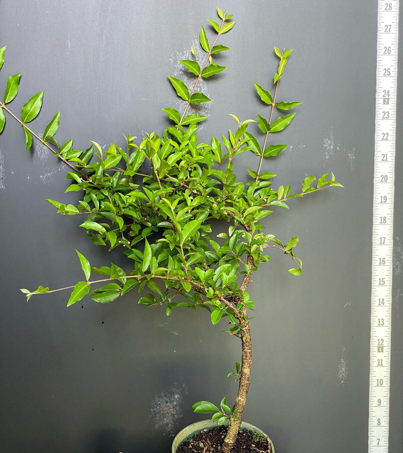 Barbados Cherry, Dwarf Plant (Malpighia glabra 'Nana') 4"