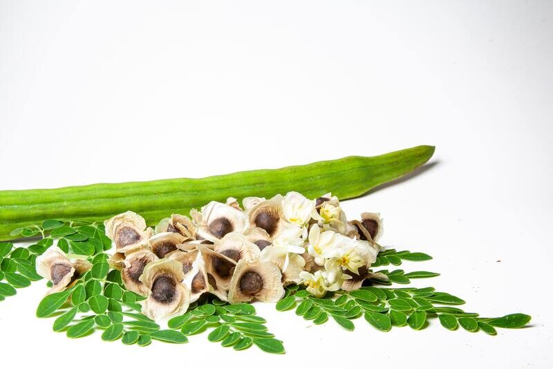 Moringa Tree SEEDS (Moringa oleifera)
