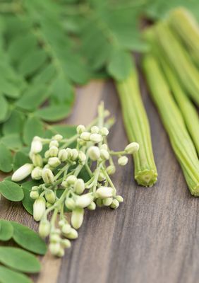 Moringa Tree SEEDS (Moringa oleifera)