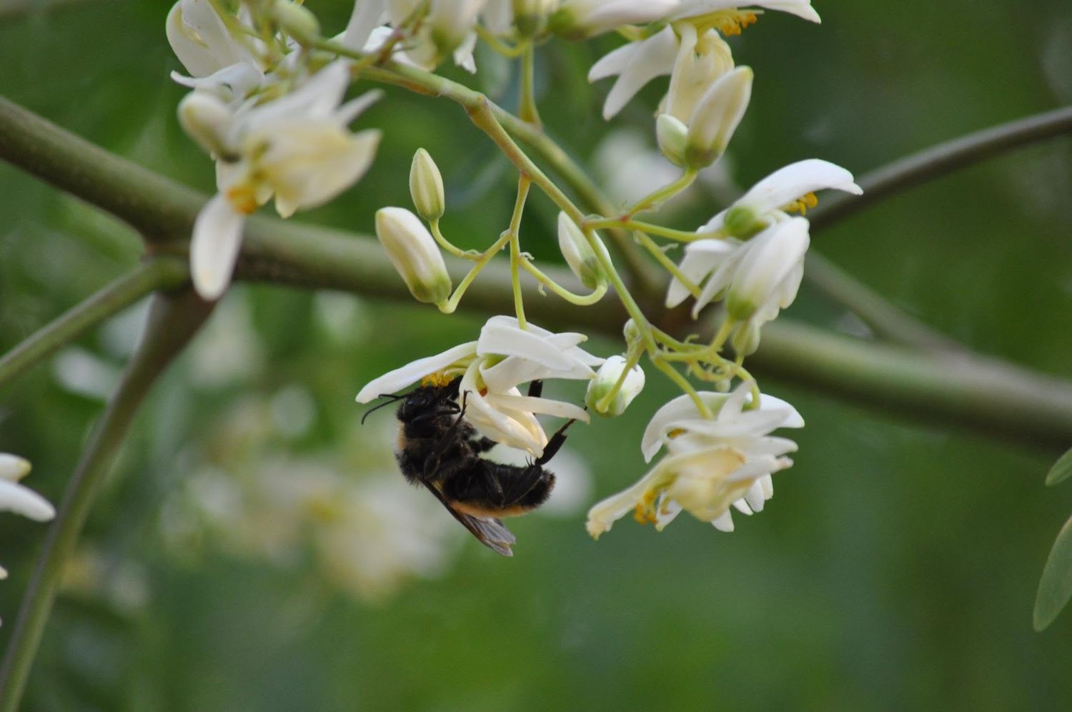 Moringa Tree SEEDS (Moringa oleifera)