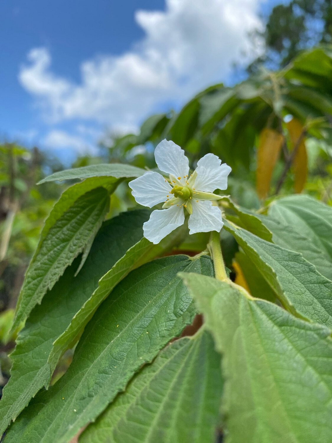 Strawberry Tree - Yellow (Muntingia calabura) 4"