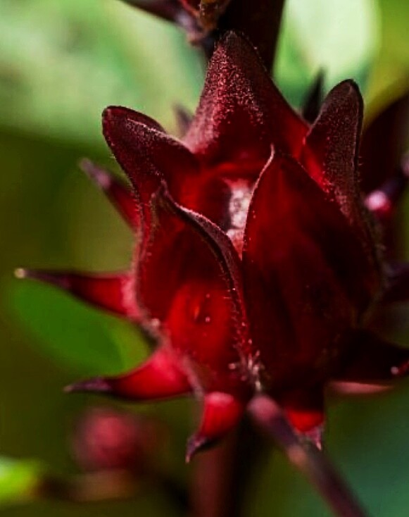 Hibiscus - Roselle (Hibiscus sabdariffa) 4"