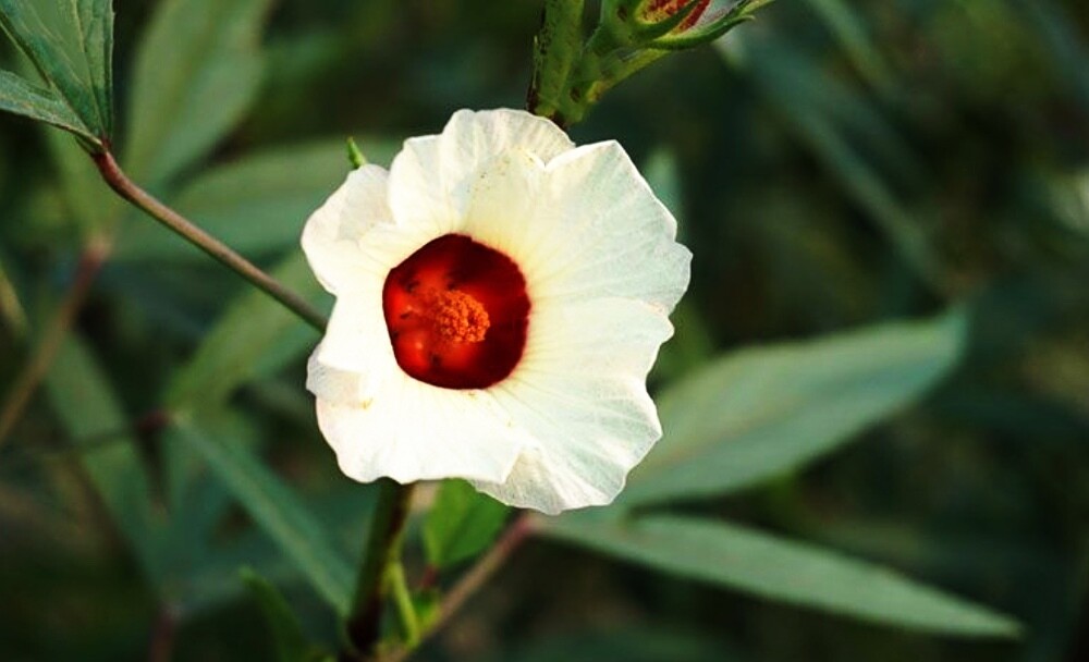 Hibiscus - Roselle (Hibiscus sabdariffa) 4"