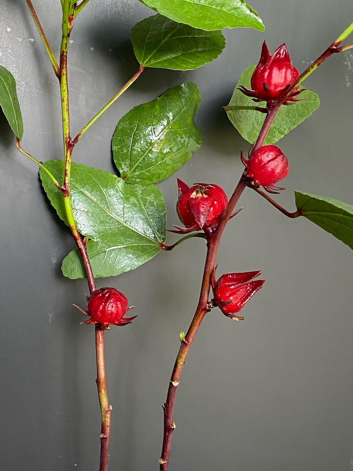 Hibiscus - Roselle (Hibiscus sabdariffa) 4"