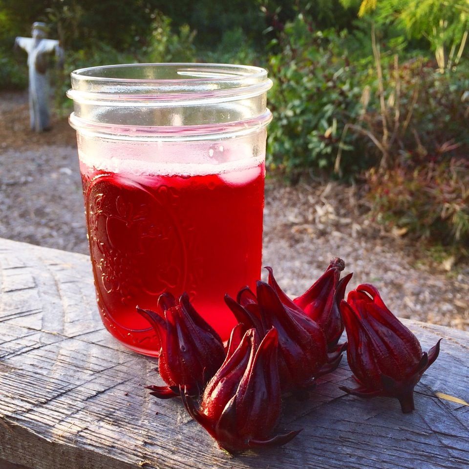 Hibiscus - Roselle (Hibiscus sabdariffa) 4"