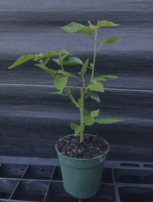 Hibiscus - Turk's Cap, Red (Malvaviscus penduliflorus) Edible flower 4"
