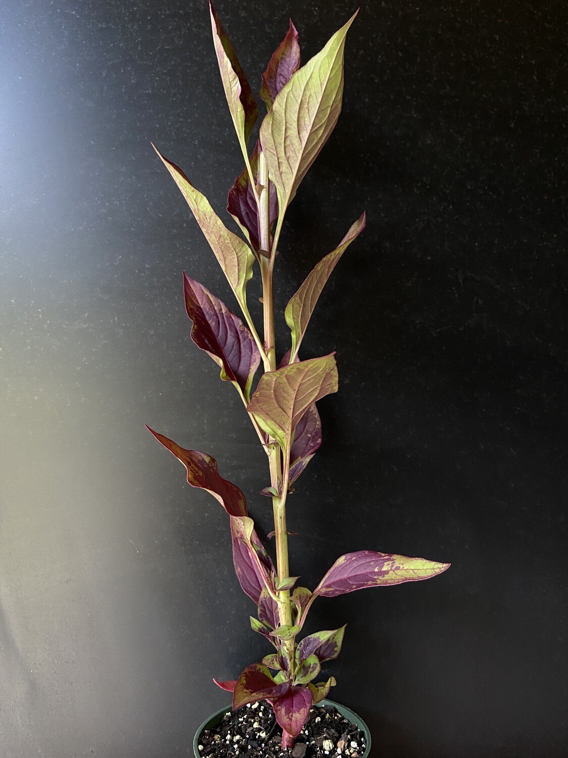 Spinach - Lagos (Celosia argentea) 4"
