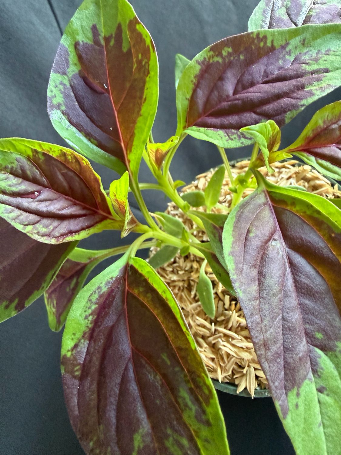 Spinach - Lagos (Celosia argentea) 4"