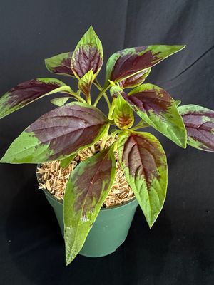 Spinach - Lagos (Celosia argentea) 4"