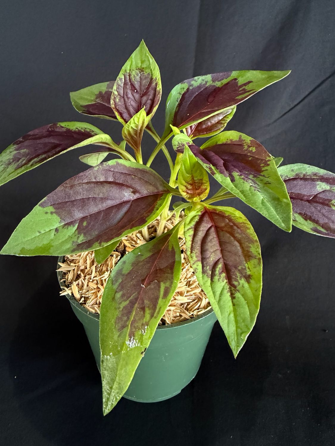 Spinach - Lagos (Celosia argentea) 4"