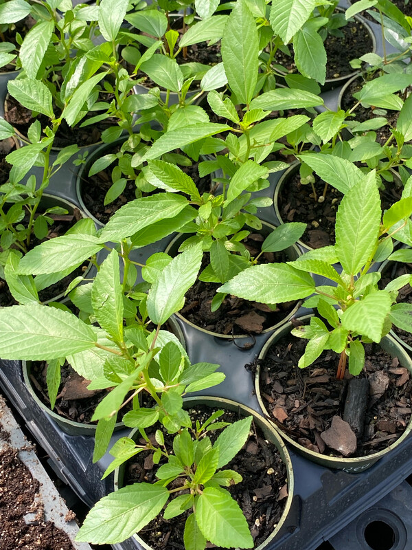Spinach - Egyptian, Jute, Molokhia (Corchorus olitorius) 4"