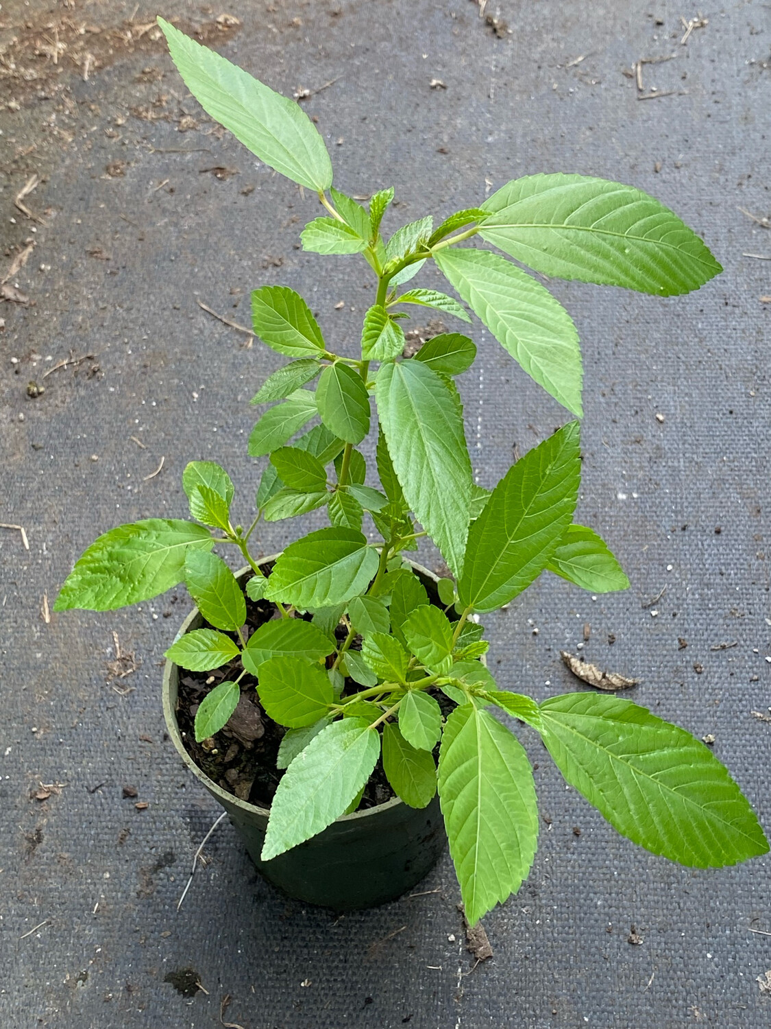 Spinach - Egyptian, Jute, Molokhia (Corchorus olitorius) 4"