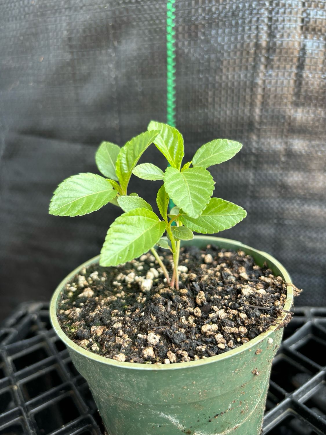 Spinach - Egyptian, Jute, Molokhia (Corchorus olitorius) 4"