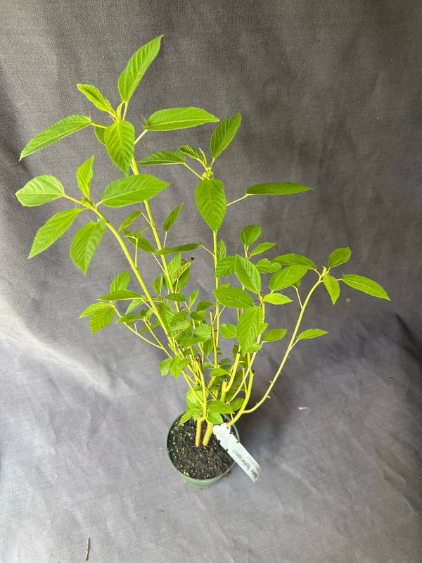 Spinach - Egyptian, Jute, Molokhia (Corchorus olitorius) 4"