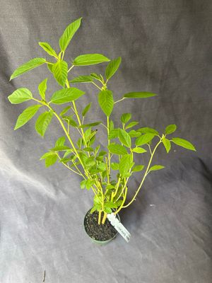 Spinach - Egyptian, Jute, Molokhia (Corchorus olitorius) 4"