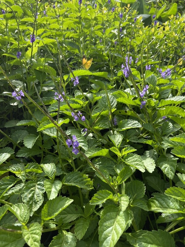 Blue Porterweed (Stachtyarpheta jamaicensis) 1G