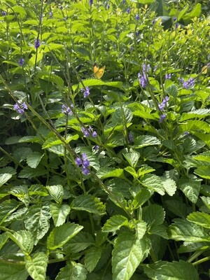 Blue Porterweed (Stachtyarpheta jamaicensis) 1G