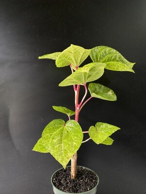 Hibiscus - Kiko's Crump (Abelmoschus manihot) Salad Tree 4"
