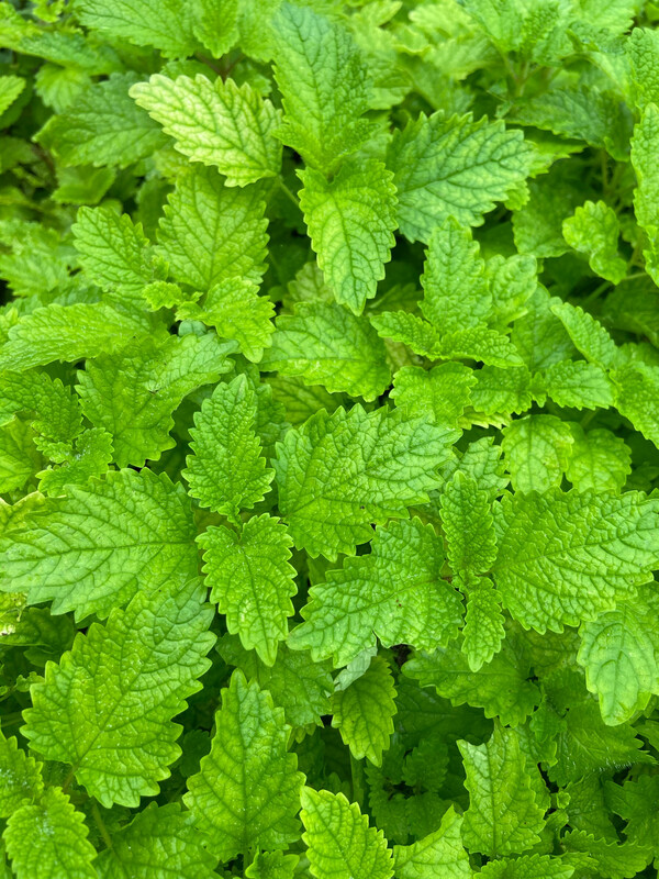 Lemon Balm (Melissa officinalis) 4"